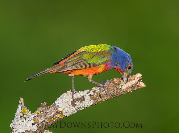 Male Painted Bunting