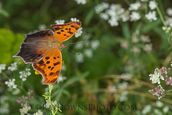 Question Mark Butterfly
