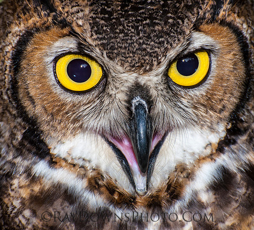 Great Horned Owl
