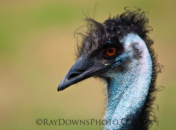 emu