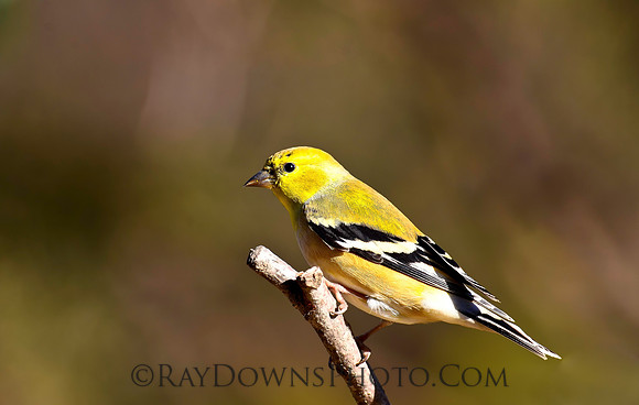 American Gold Finch