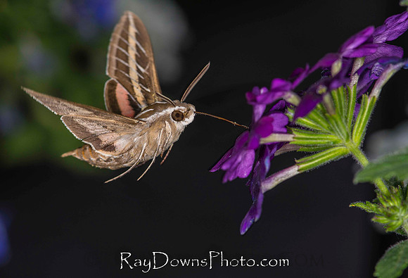 Hummingbird moth