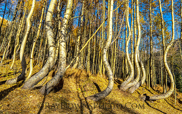 Dancing Aspens Ophir Colorado