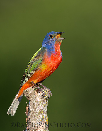 Male Painted Bunting