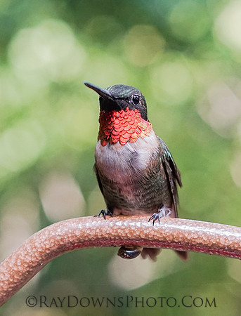 Ruby]-throated hummingbird