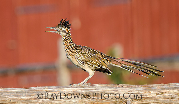 Roadrunner