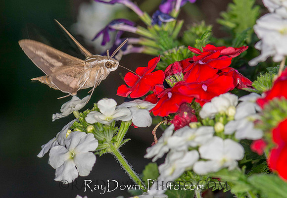 Hummingbird moth
