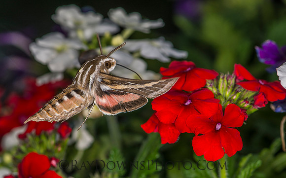 Hummingbird Moth