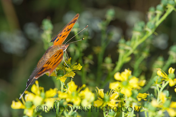 Question Mark Butterfly