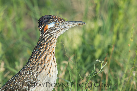 Male Roadrunner