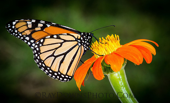 Monarch Butterfly