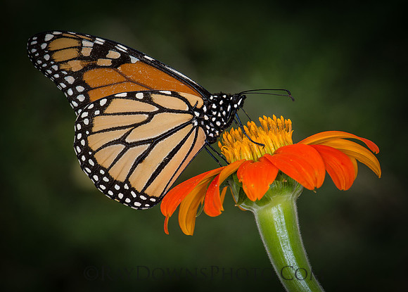 Monarch Butterfly