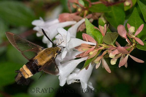 Bumble Bee Moth on Flower