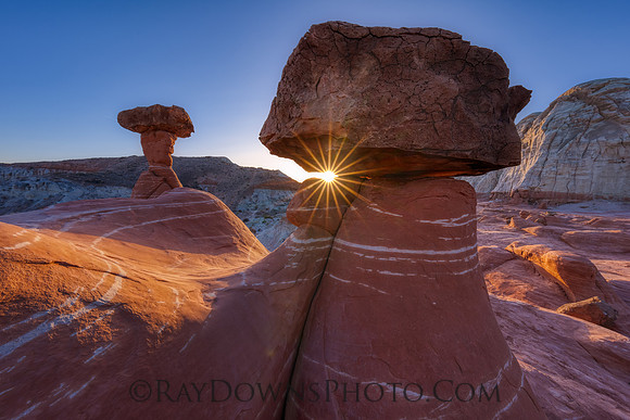 The Toadstools UT