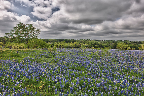 Bluebonnets Ennis