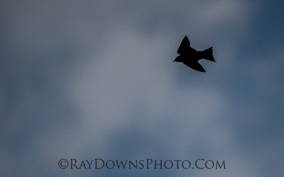 purple martin in flight
