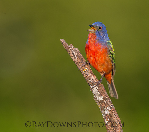Male Painted Bunting