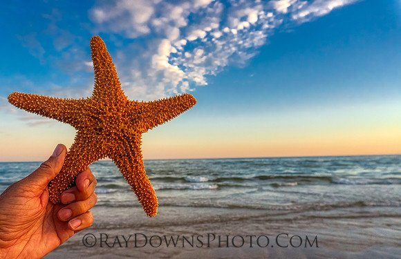 Beach star fish