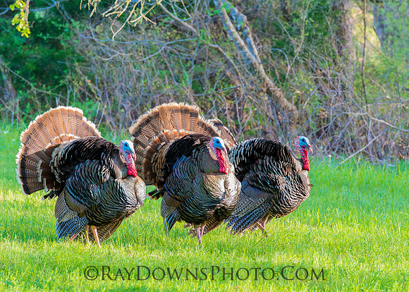 Wild Turkeys