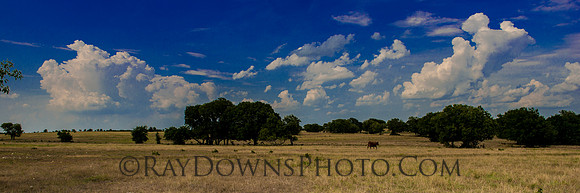 Texas pasture