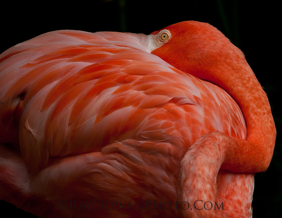 Flamingo