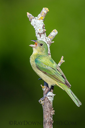 Juvi Male Painted Bunting