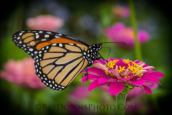 Monarch Butterfly
