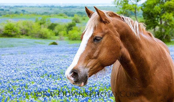 Horse with bluebonnets