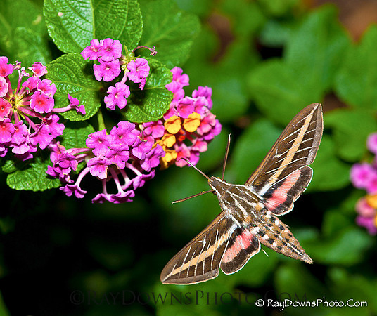 Hummingbird moth