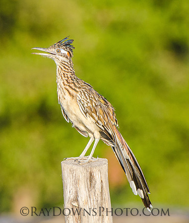 Roadrunner